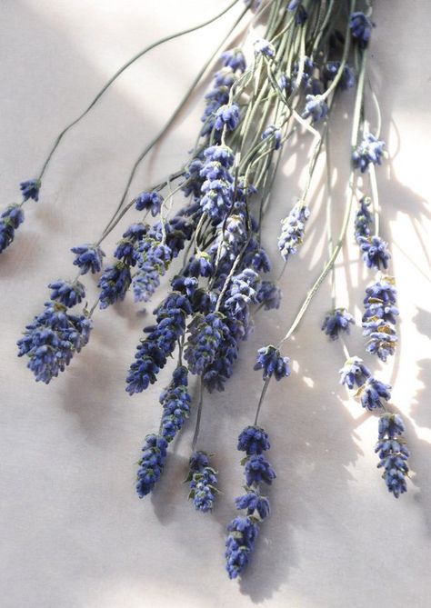 Sunlight Photography, Fairy Wallpaper, Promote Hair Growth, Lavender Aesthetic, Lockwood And Co, Purple Themes, Itchy Scalp, Flower Therapy, Lavender Sachets