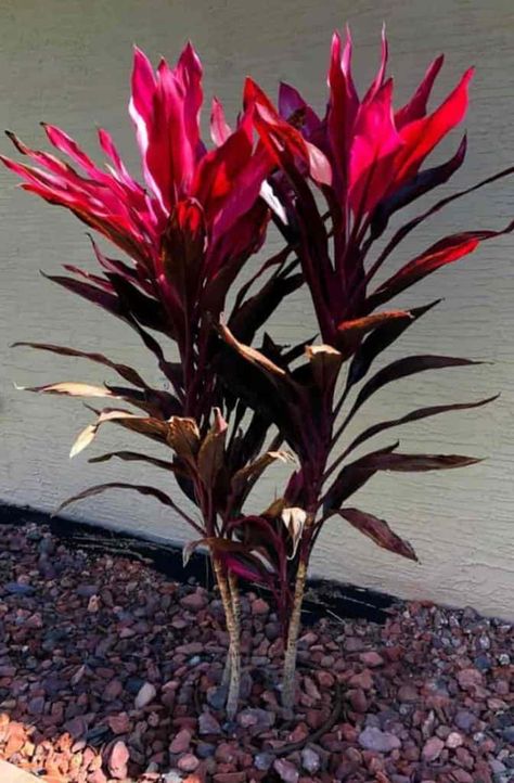 How To Grow and Care For Cordyline Red Sister Plant Red Tropical Plants, Red Cordyline Landscaping, Cordyline Plants Landscaping Ideas, Cordyline Red Sister, Red Plants For Landscaping, Red House Plants, Cordyline Plants Landscaping, Cordyline Plants In Pots, Red Sister Plant