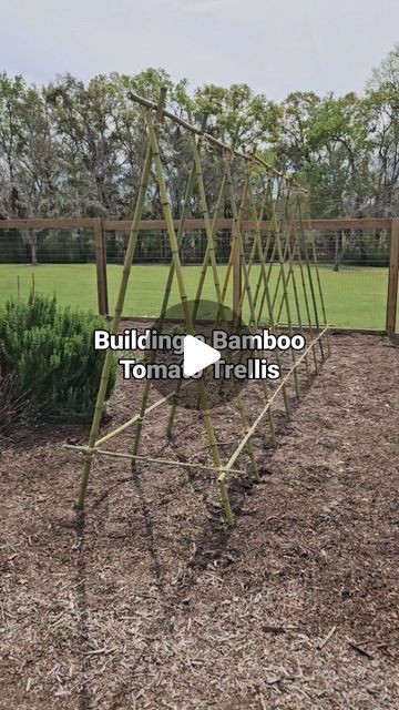 Tomato Supports Ideas, Bamboo Tomato Cage, Stringing Up Tomato Plants, Bamboo Trellis Tomatoes, Bamboo Tomato Trellis, Tomatoe Plant Support Trellis Ideas, How To Tie Bamboo Poles Together, String Trellis For Tomatoes, Bamboo Trellis Ideas