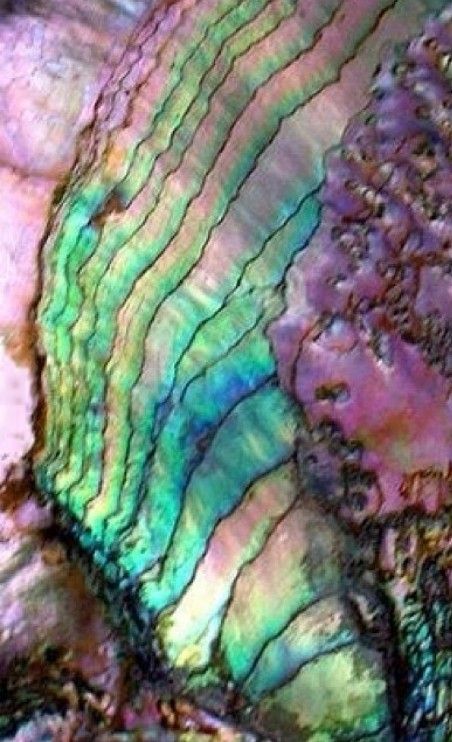 Abalone shell Abalone Shell Wallpaper, Italian Dogs, Iphone Wallpaper Images, Summer Wallpaper, Concrete Diy, Abalone Shell, Hotel Design, Phone Backgrounds, Rocks And Crystals