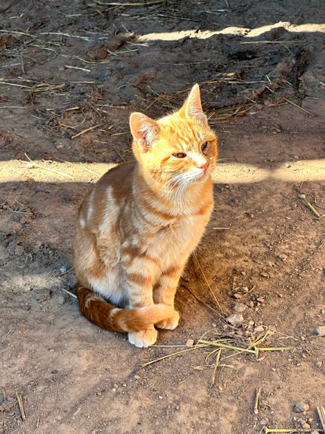 Cat kitty orange cat farm cat barn cat Farm Cat, Barn Cat, Cat Farm, Barn Animals, Kitty Kitty, Old Farm, Orange Cat, Farm Life, Dream Life