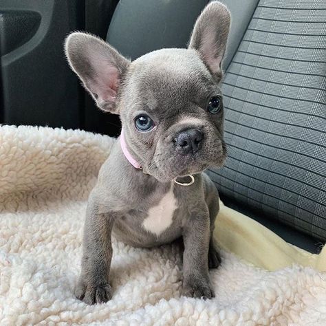 14 French Bulldog Facts That You May Find Fascinating Miniature French Bulldog, Miniature Bulldog, French Bulldog Facts, Companion Dog, French Bulldog Puppies, Fluffy Animals, French Bulldogs, Bulldog Puppies, French Bulldog