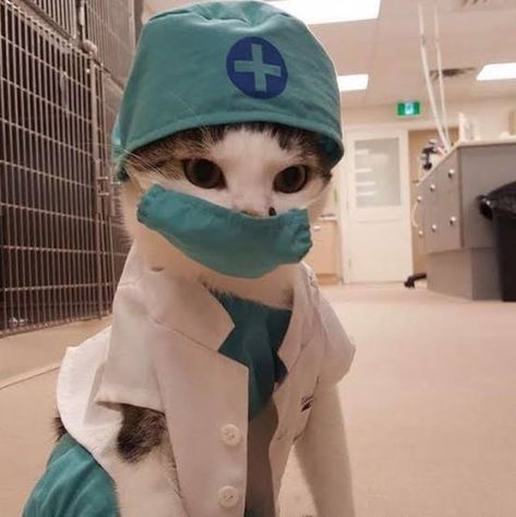 Doctor Cat, Cat Dressed Up, Funny Outfits, Funny Animal Memes, Cute Cats And Kittens, Funny Animal Pictures, Animal Memes, Cute Funny Animals, Cat Pics