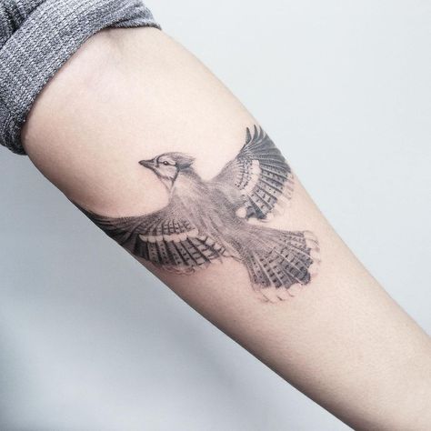 Blue Jay Flying Tattoo, Neo Traditional Blue Jay Tattoo, Tiny Blue Jay Tattoo, Steller Jay Tattoo, Stellar Jay Tattoo, Blue Jay Tattoo Black And White, Cardinal And Blue Jay Tattoo, Jay Bird Tattoo, Blue Jay Drawing