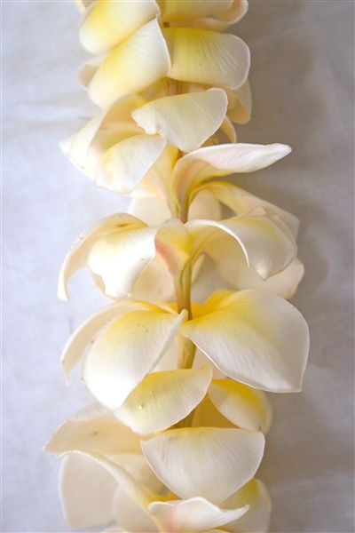 Plumeria leis..love them sometimes I just need to smell the plumeria Hawaii Spa, Hawaii Plants, Plumeria Lei, Hawaiian Crafts, Moving To Hawaii, Hawaiian Lei, Hydrogen Water, Plumeria Flowers, Tiki Party