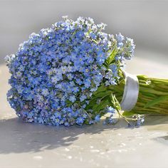 Shayla + Core + Aesthetic, Forget Me Nots Flowers, Nothing But Flowers, Flower Therapy, Forget Me Nots, Beautiful Bouquet Of Flowers, Pretty Flower, Pretty Plants, Beautiful Flowers Pictures