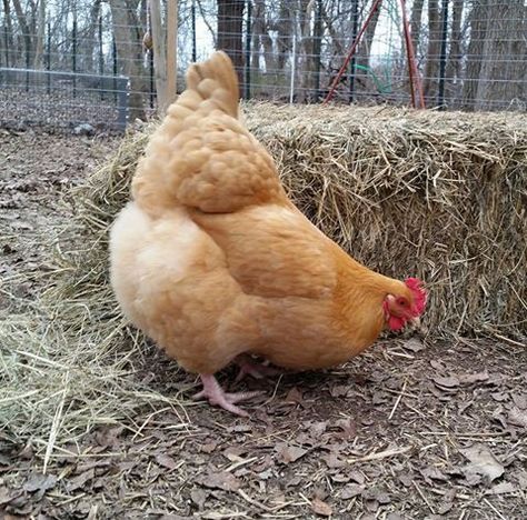 Orpington Chickens, Buff Orpington Chickens, Buff Orpington, Chicken Pictures, Fancy Chickens, Chicken Life, Beautiful Chickens, Chicken Painting, Chicken Chick