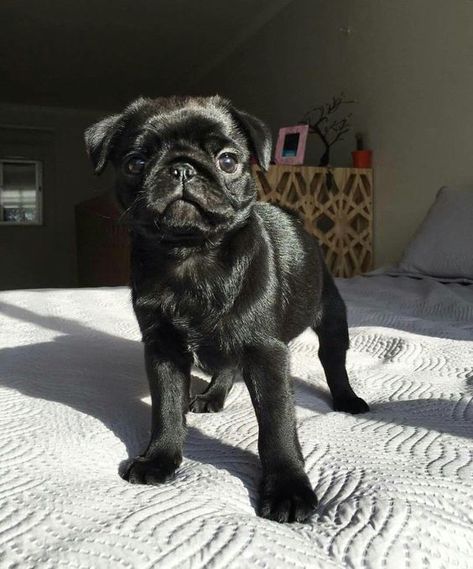 14 Pug Pictures That Will Brighten Your Day | PetPress Pug Pictures, Black Pug, Black Dog, Brighten Your Day, Pug, Bed, Wall, Black