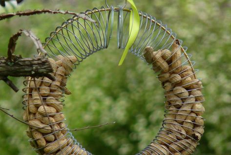 10 ways to make a bird feeder using recycled materials Peanut Bird Feeder, Bird Feeder Craft, Squirrel Feeders, Squirrel Feeder, Bird House Kits, Diy Bird Feeder, Diy Birds, How To Attract Birds, Backyard Birds