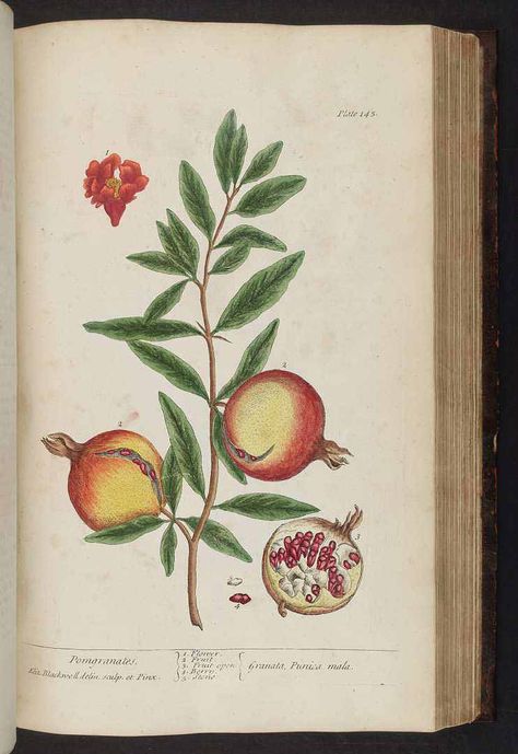 Punica granatum L. pomegranate Blackwell, E., A curious herbal, vol. 1: t. 145 (1737) [E. Blackwell] - PRINTABLE Elizabeth Blackwell, Illustration Botanique, Plant Drawing, Nature Conservation, Medicinal Plants, French Artists, Botanical Illustration, Botanical Art, Botany