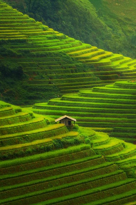 The Most Colorful Places in the World - Condé Nast Traveler Colors Of The World, Vietnam Voyage, Rice Field, Sa Pa, North Vietnam, Colorful Places, Rice Terraces, Nice Pictures, Green Landscape