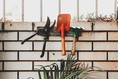 Shop Talk: The Surprising Home Maintenance Project That Saves Portland Homeowners Thousands | Living Room Realty | Portland Real Estate Pruning Fruit Trees, Garden Tool Rack, Moringa Tree, Grow Flowers, Garden Bags, Asparagus Fern, Important Things To Know, Weeding Tools, Garden Equipment