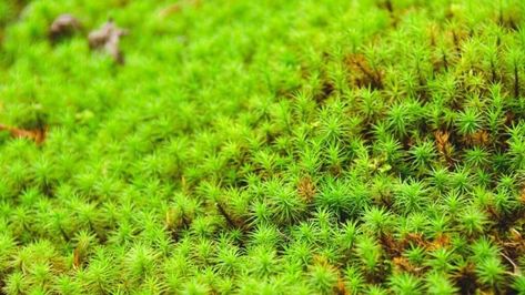 How to Keep Moss Alive — Our Top Tips Growing moss is much more than a trend. It has practical advantages.  It is used by florists, by gardeners as a soil amendment to prevent erosion, and once you master how to grow moss indoors (https://plantophiles.com/plant-care/how-to-grow-moss-indoors/), it becomes the cheapest plant for indoor green space.  As easy as it is to grow though, there are a few things you need to know to keep moss al… Growing Moss Indoors, How To Grow Moss, How To Keep Moss Alive Indoors, How To Grow Moss On Concrete, How To Make Moss Grow, How To Harvest Moss, How To Grow Moss On Anything, How Plants Grow, Cheap Plants