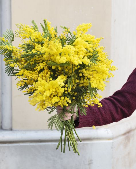 Yellow Canary, Mimosa, Pen, Yellow, Flowers