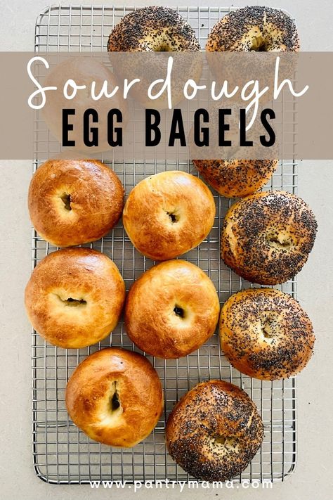 Sourdough Egg Bagel Recipe Sourdough Egg Bagels, Chocolate Bagel Recipe, Egg Bagel Recipe, Egg Bagels, Using Sourdough Starter, Sourdough Bagel, Types Of Bagels, Sourdough Ideas, Egg Bagel