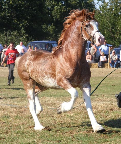 Connemara Horse, Welsh Pony And Cob, Animal Poses, Horse Crazy Girl, Welsh Pony, Pony Breeds, Painting References, Horse Colors, Most Beautiful Horses