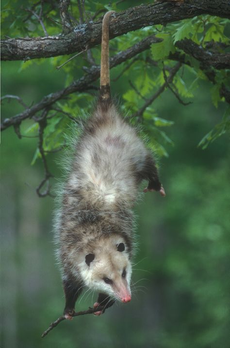 Opossum Side View, Possum Hanging By Tail, Opossum Hanging, Angry Opossum, Baby Possum, Pet Taxi, Awesome Possum, Silly Animals, Woodland Creatures