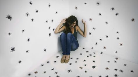 Our ancestors may have predisposed us to fear spiders, insects, and other many-legged creatures, but there's a lot more to it. What Kills Spiders, Fear Of Insects, Kill Fleas On Dogs, Summer Insects, Types Of Spiders, Spider Species, Get Rid Of Spiders, Exposure Therapy, Natural Environment