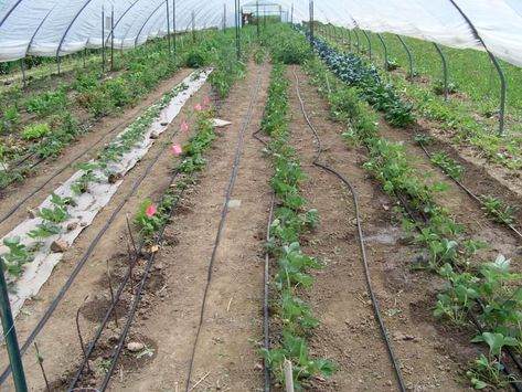 High Tunnel Greenhouses Gardening Layout, High Tunnel, Yellow Raspberries, Tunnel Greenhouse, Layout Plan, Berry Plants, Evaporative Cooler, In Construction, Ventilation System