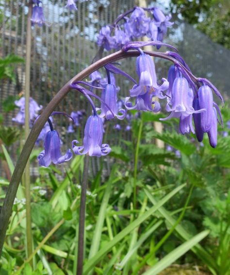 difference between English bluebells and Spanish bluebells | mybeautfulthings Seville Orange Marmalade, English Bluebells, Beetroot Cake, Spanish Bluebells, Butterscotch Pie, Witchy Garden, Fish Chowder, Garden Tips, Old Church