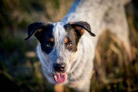 All About The Great Pyrenees Blue Heeler Mix (Ultimate Guide) Great Pyrenees, Blue Heeler, Australian Cattle Dog, Pyrenees, Cattle Dog, Health Issues, Need To Know, Health, Dogs