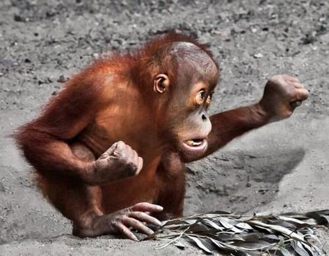 Regnul Animal, Baby Orangutan, Ape Monkey, Great Ape, Qi Gong, Cute Monkey, Baby Monkey, Animal Jokes, Primates