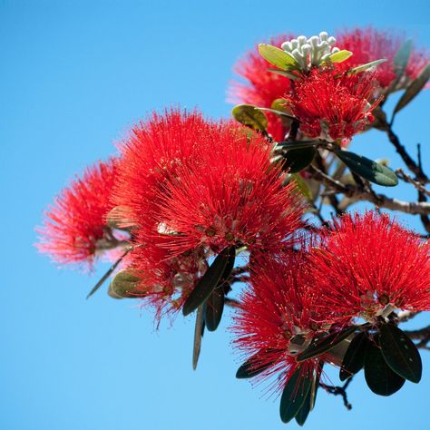 The vibrant red flowers of the Pohutukawa tree can be found in full bloom throughout New Zealand in the summer months and is known locally as the iconic Kiwi Christmas tree! These are the gorgeous blossoms our bees love to forage on to make our Tahi Pohutukawa honey – floral and earthy, pearl white, and delicious. ⁠ ⁠ tahinz.com/product/tahi-pohutukawa-honey-250g/ New Zealand Plants, New Zealand Flowers, New Zealand Flora, Pohutukawa Flower, Tree With Red Flowers, Pohutukawa Tree, Nz Plants, Nz Summer, Kiwi Christmas