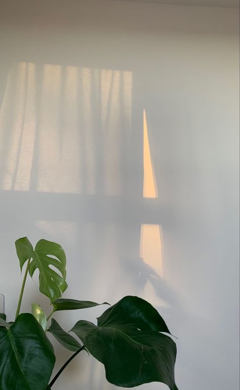 Minimal Background For Ig Story, Affiliate Background Aesthetic, Phone Bg Aesthetic, Light Background Images Aesthetic, Soothing Wallpapers, Minimalist Backgrounds, Minimalist Phone Wallpaper, Minimalist Pictures, Iphone Wallpaper Plants