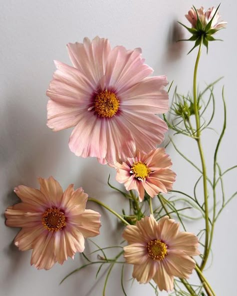 Teresa ✨ Floral Photographer on Instagram: "Late blooming Cosmos ‘Apricot Lemonade’ ✨ We hit the first frost this past week but surprisingly these survived and are still blooming. I’m in love with the transparent papery petals. They’ve also lasted a decent amount of time as cuts. These are 5 days old and the buds open in the vase as well 💕 #cosmos #cosmosflower #cutflowergarden #fallgarden #petalperfection #floweraddict #peachflowers" Cosmos Flowers Colors, Apricot Colored Flowers, Cosmo Bridal Bouquet, Cosmos Apricot Lemonade, Apricot Lemonade Cosmos, Cosmo Flower Bouquet, Peach Colored Flowers, Apricot Cosmos, Cosmos Flowers Aesthetic