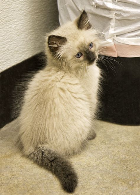 Long-haired Siamese Siamese Kittens Fluffy, Long Haired Siamese Cats, Fluffy Siamese, Siamese Long Hair, Long Hair Siamese Cat, Long Haired Cat, Cat Breeds Siamese, Siamese Lilac Point, Aggressive Behavior