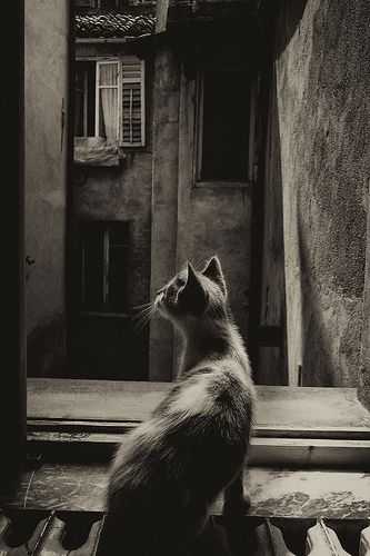 Black Cat Aesthetic, Cat Window, Lots Of Cats, Alley Cat, Cat Books, Retro Cats, Cat Photography, Cat Boarding, White Cats