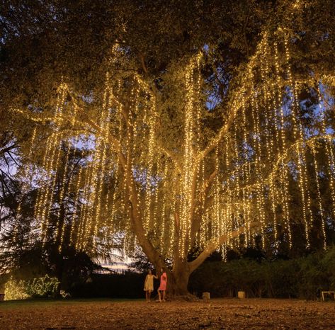 May-July Lavender Festival Aug-Oct Lavender Nights Lavender Festival California, Lavender Nights 123 Farm, Farm Engagement Party, Forest Celebration, Farm Wedding Ceremony, Wilderness Reserve, Lavender Farm Wedding, Lavender Festival, Farm Light