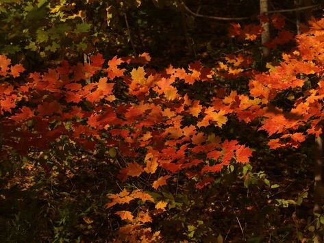 5 Leaf-Peeping Road Trips In PA: When Foliage Peaks | Across Pennsylvania, PA Patch Georgia Fall, Fall Foliage Map, Philadelphia Zoo, Fall Road Trip, Pocono Mountains, Leaf Peeping, Pack Up, Scenic Routes, Covered Bridges