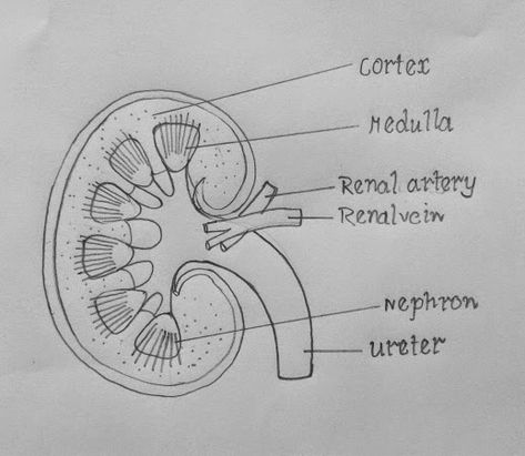 Step by step tutorials on drawing biology diagrams. Drawing Biology, Tutorials On Drawing, Biology Drawing, Biology Diagrams, Science Diagrams, Human Kidney, Heart Diagram, Medical Drawings, Study Biology