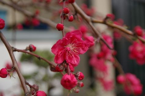 Contemporary Botanical Art, Prunus Mume, Red Cherry Blossom, Geometric Tattoo Arm, Plum Blossoms, White Cherry Blossom, Cherry Flower, Wolf Tattoo Design, Red Plum