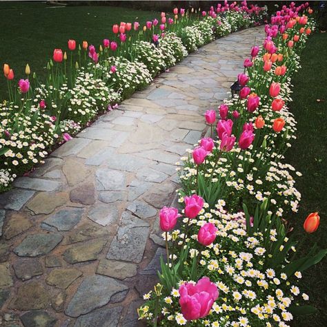 Flower walkway Flowers For Walkway Front Yards, Front Garden Pathway, Front Yard Sidewalk Border Ideas, Front Yard Pathway Ideas, Pathway Planting Ideas, White Camilla Bush, Flowers Along Walkway Front Yards, Front Yard Landscaping Tulips, Tulips Along Walkway