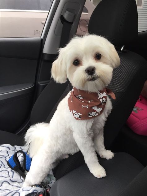 Yorkie Bichon Haircuts, Dog Haircuts Maltese, Malti Poo Haircut, Short Maltese Haircut, Maltese Dog Haircut, Havanese Short Haircut, Fluffy Dog Haircut, Maltese Short Haircut, Maltese Shih Tzu Haircuts