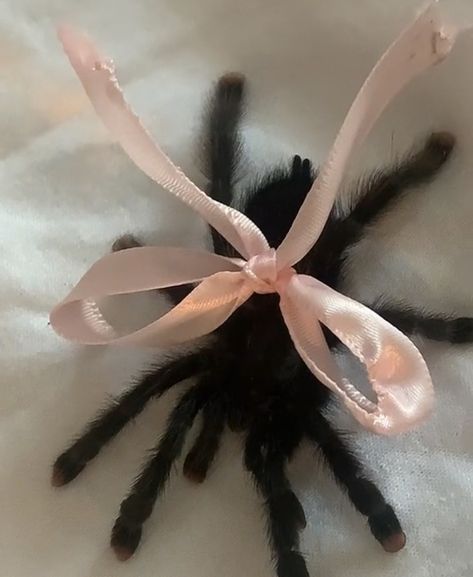 Black Tarantula Aesthetic, Wolf Spider Aesthetic, Tarantula With Bow, Goth Spider Aesthetic, Coquette Tarantula, Spider Art Reference, Rat Aesthetics Dark, Pink Toe Tarantula Enclosure, Pink Toed Tarantula