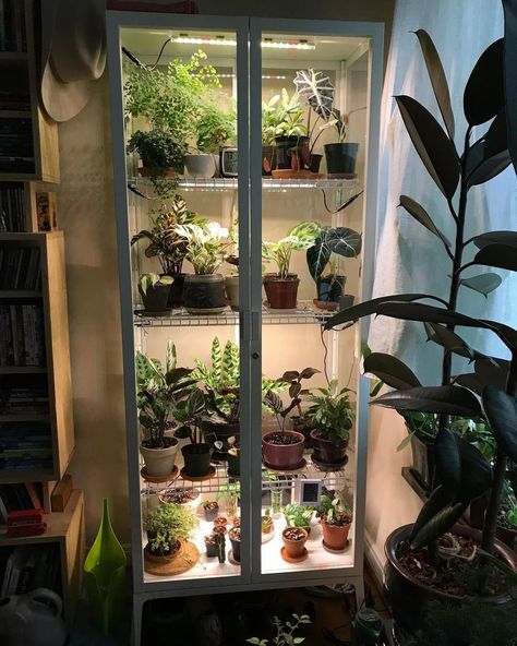 Ikea Greenhouse Cabinet Hack - Teak And Terracotta Apartment Jungle, Ikea Terrarium, Ikea Indoor Garden, Cabinet Greenhouse, Ikea Glass Cabinet, Plant For Living Room, Ikea Greenhouse Cabinet, Greenhouse Cabinet, Ikea Greenhouse