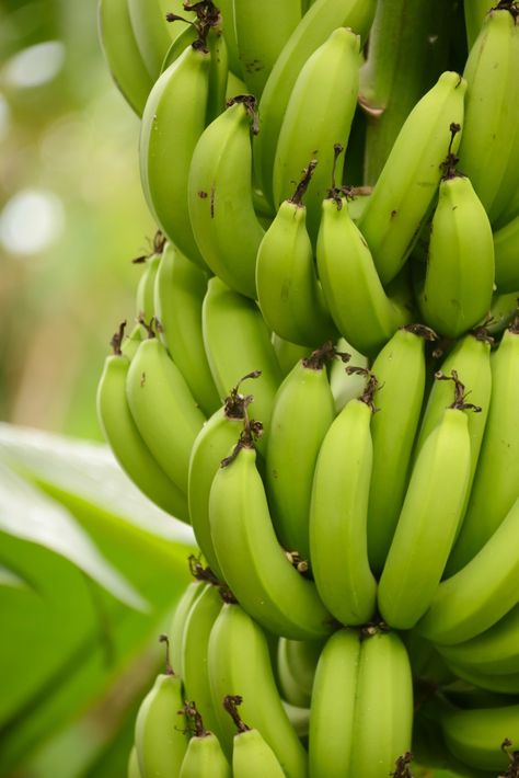 Banana Photography, Banana Fruit Aesthetic, Banana Tree Photography, Cavendish Banana, Banana Photography Fruit, Banana Image, Aesthetic Fruits, Banana Picture, Mango Photography Fruit Tropical