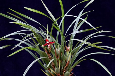 https://flic.kr/p/23kVFWp | Maxillaria tenuifolia | Maxillaria tenuifolia 4459 Orchids, Plants