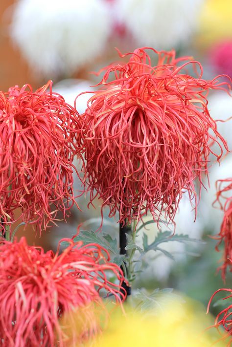 Japanese Chrysanthemum, Chrysanthemum Flower, Unusual Plants, Unusual Flowers, Rare Flowers, Unique Flowers, Exotic Plants, Exotic Flowers, Flower Beauty