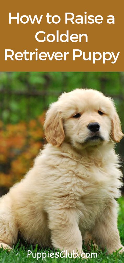 How To Train Golden Retriever Puppies, Golden Retriever Puppy Essentials, New Golden Retriever Puppy, How To Train A Golden Retriever Puppy, Training Golden Retriever Puppy, Training A Golden Retriever Puppy, Golden Retriever Puppy Names, Golden Retriever Accessories, Golden Retriever Care