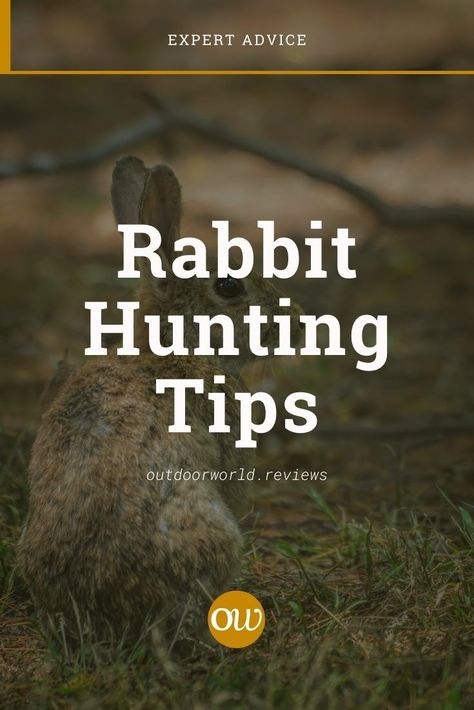 How To Tame A Rabbit, Rabbit Bonding Tips, Foraging Box For Rabbits, Squirrel Hunting, Time To Hunt, Rabbit Hunting, Hunting Guide, Family Emergency Binder, Wild Rabbit