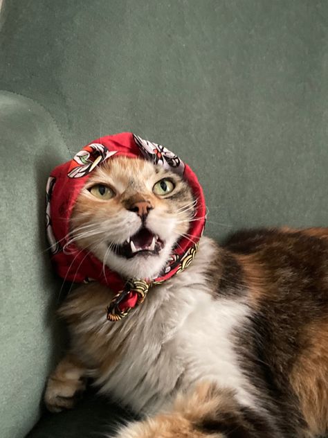 Babushka cat, funny cats, aesthetic cats, Babushka Aesthetic, Muslim Cat, Babushka Cat, Pic Wallpaper, Aesthetic Cats, Cats Aesthetic, East Europe, Art Things, Cat Funny