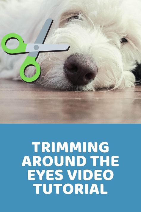 Trimming Dog Face, How To Trim Labradoodle Face, How To Trim Bernedoodle Face, Cavapoo Face Trim, Labradoodle Face Grooming, How To Trim Dogs Face, Trimming Goldendoodle Face, How To Trim Goldendoodle Face, Poodle Face Grooming