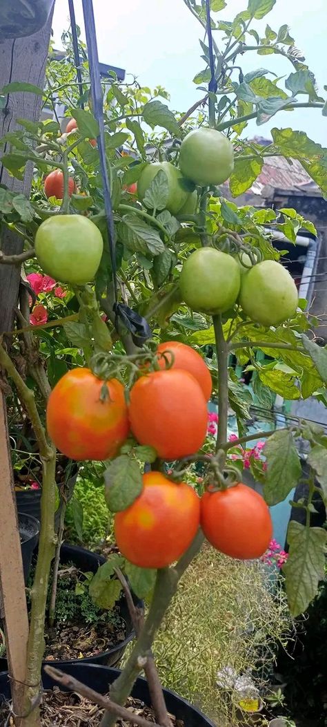 Farm In Philippines, Plant Snap, Natural Pic, Tomato Farming, Tomato Plant, Tomato Plants, Food Obsession, Tomatoes, Philippines