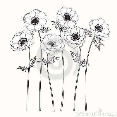 White Anemone Tattoo, Anemones Tattoo, Anemone Flower Drawing, Anemone Tattoo, Flowers Mandala, Mandala Ideas, Anemone Flowers, Botanical Line Drawing, Flower Line Drawings