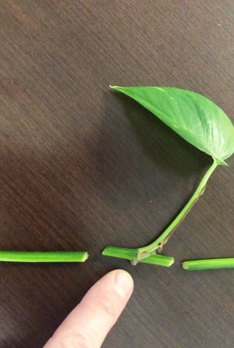 Propagating Golden Pothos, Propagating Pothos, Pathos Plant, Indoor Plant Ideas, Pothos Plant Care, Pothos Plants, نباتات منزلية, Household Plants, Plant Care Houseplant