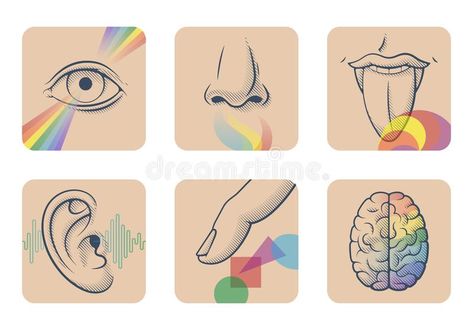 Set of five human senses: sight, smell, taste, hearing and touch. Six anatomical images: nose, tongue, eye, ear, finger and brain royalty free illustration Human Senses, Creative Writing Exercises, Brain Vector, Word Games For Kids, Sense Of Sight, Brain Art, Creativity Exercises, 5 Senses, Writing Exercises